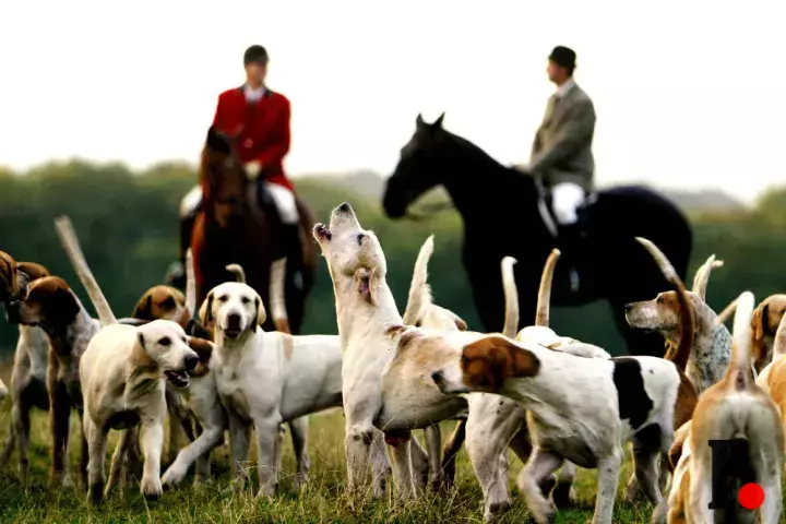 9-Giong-Cho-Co-Nguy-Co-Bien-Mat-english-foxhound