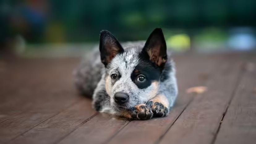 Australian-Cattle-Dog