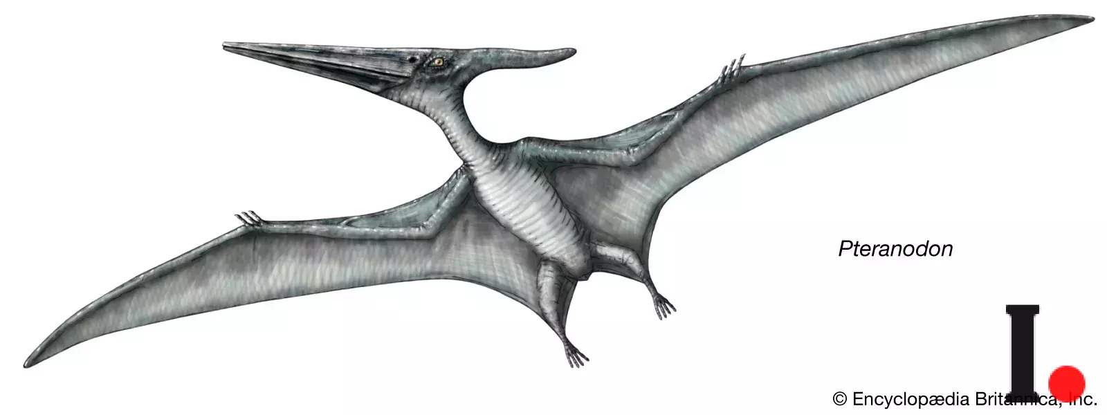 Pteranodon