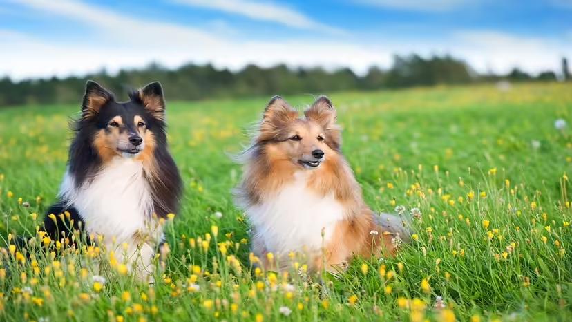 Shetland-Sheepdog